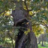 A Bitritto si trova invece l�albero con il tronco pi� imponente: � un �farnetto� e si affaccia sulla strada provinciale che collega questo comune ad Adelfia